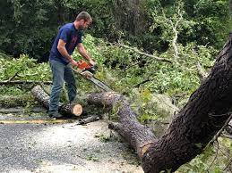 Leaf Removal in Hickam Housing, HI