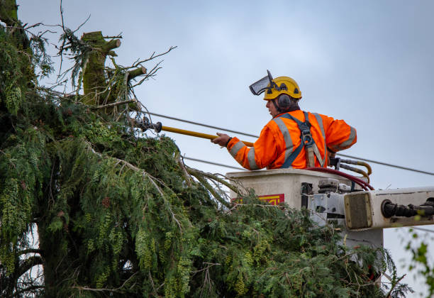 Professional Tree Removal Services in Hickam Housing, HI